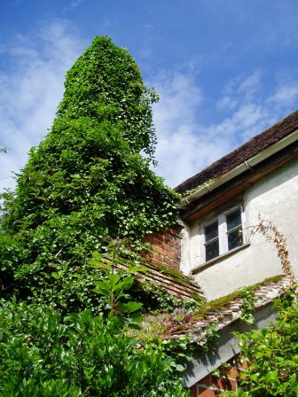 The new chimney, covered in ivy, which we removed