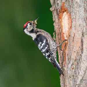 Lesser-spotted-woodpecker-1.jpg