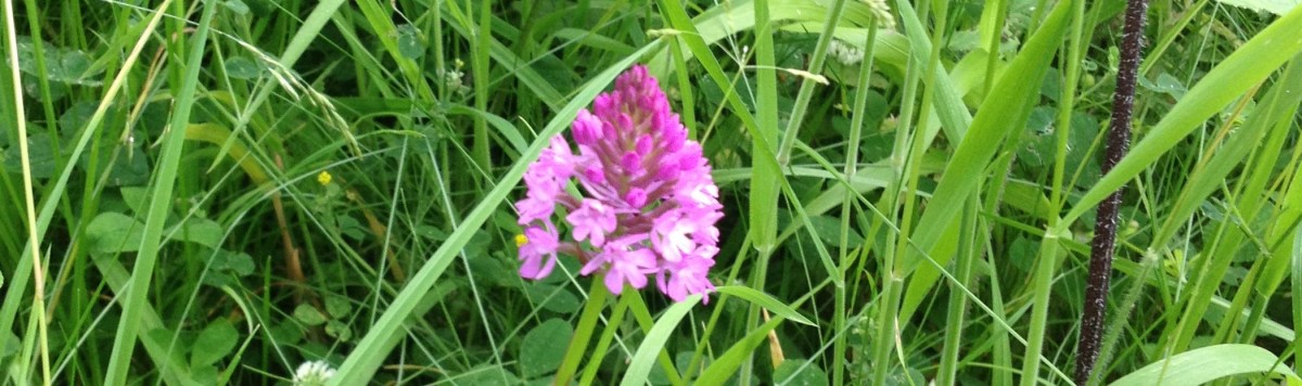 Flashback – the orchids that nearly stopped our&nbsp;project